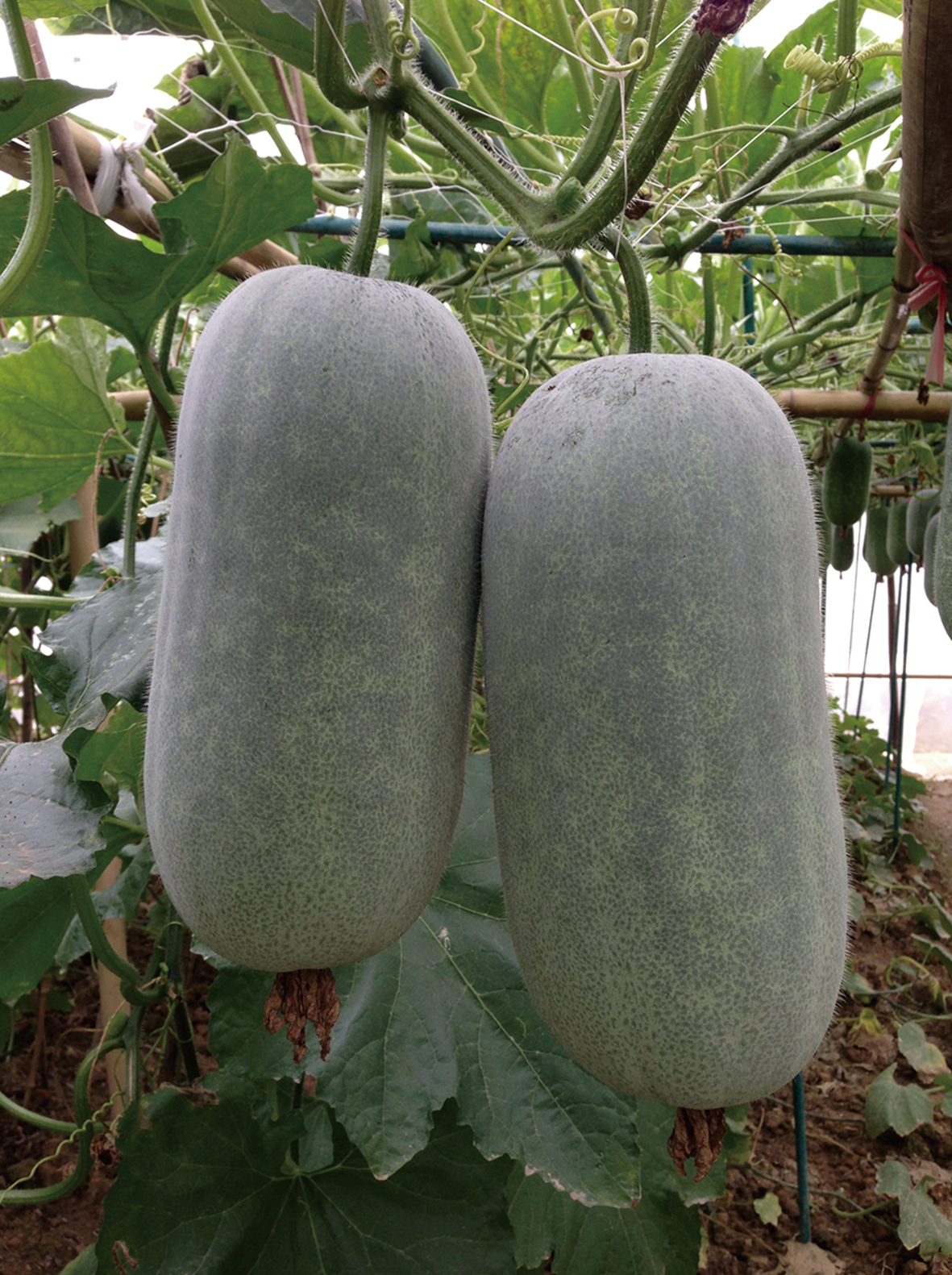 Chuanlong Mini Wax Gourd