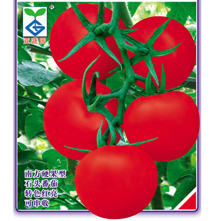 Yashu No.608 Firm Pink Tomato