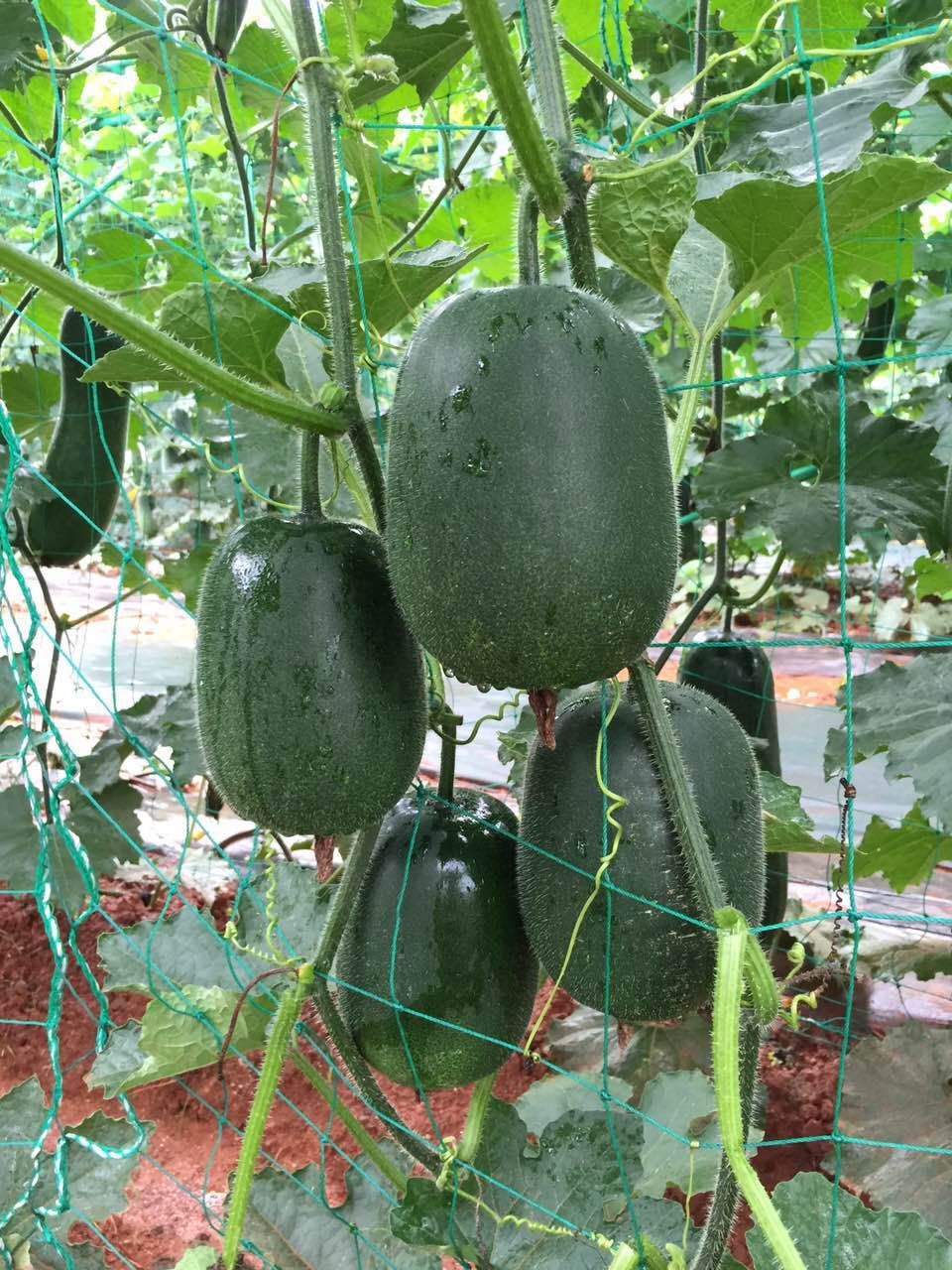 Baby Mini Wax Gourd